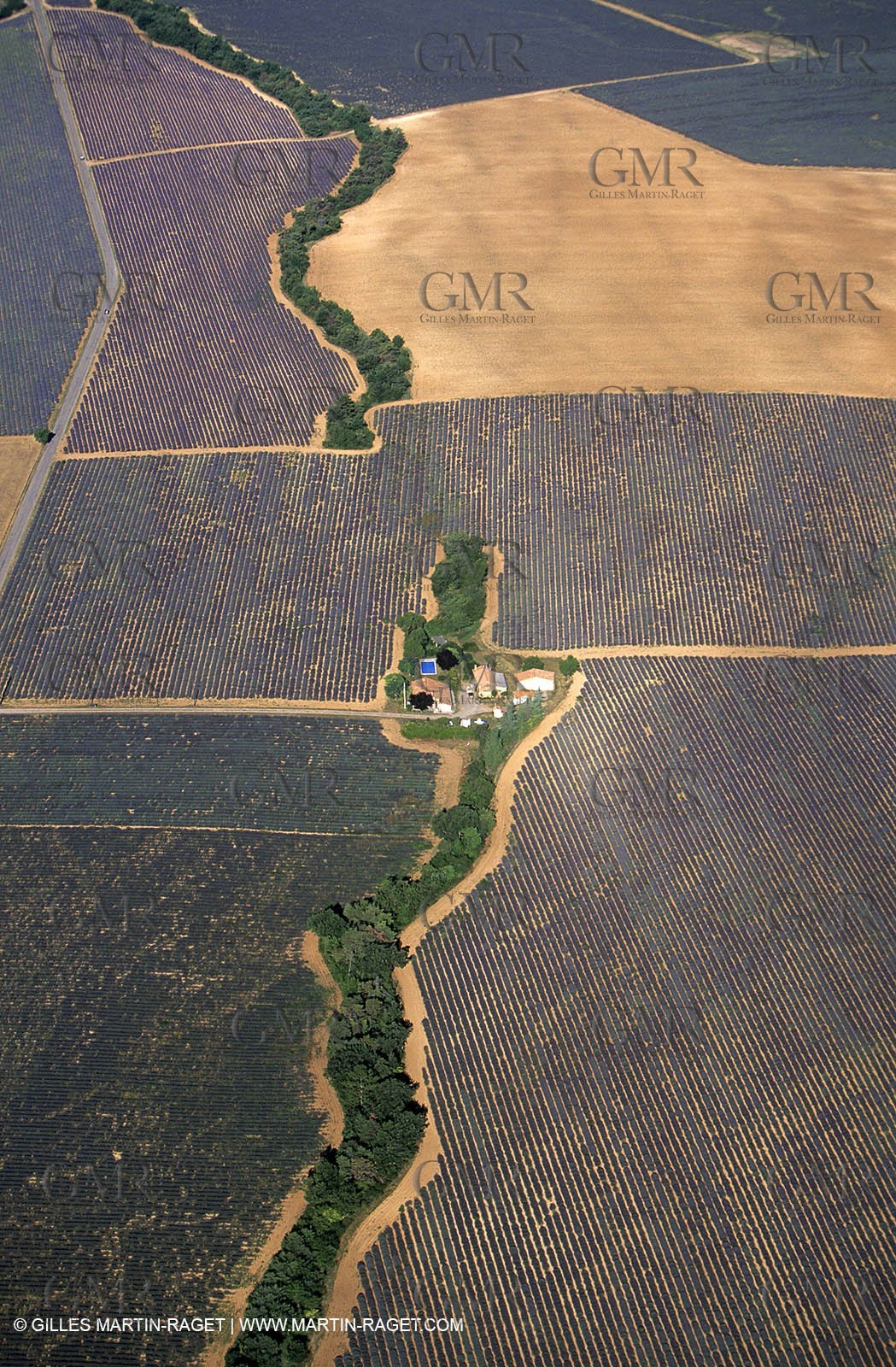 lavander fields , 2005 , Sault plateau