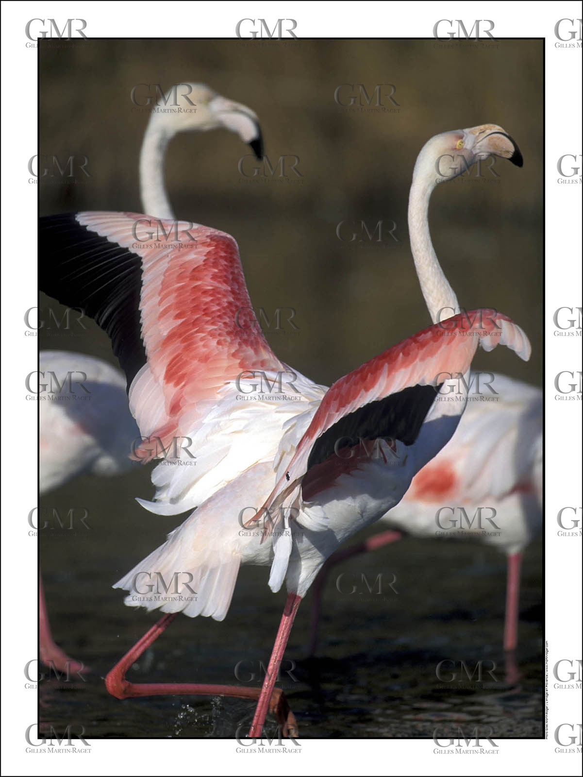 Product: in house made quality print on 8 ultrachome colors Epson ink Jet printer.Available sizes: . 30x40 cm. 50x70 cm. 80x120 cmAvailable papers: . Standard 250 gr glossy paper print, black streak, white margin, no signature. Top quality glossy 290 gr. paper, black streak, white margin, checked and signed by the author. Fine Art print (signed, numbered, stamped, registered) on demand. Other supports (Canvas, Acrylic, Metal) on demandPackaging: cylindric reinforced tubeShipping options: regular mail or Shipping companyClick on the basket icon to select your options and start the online ordering process