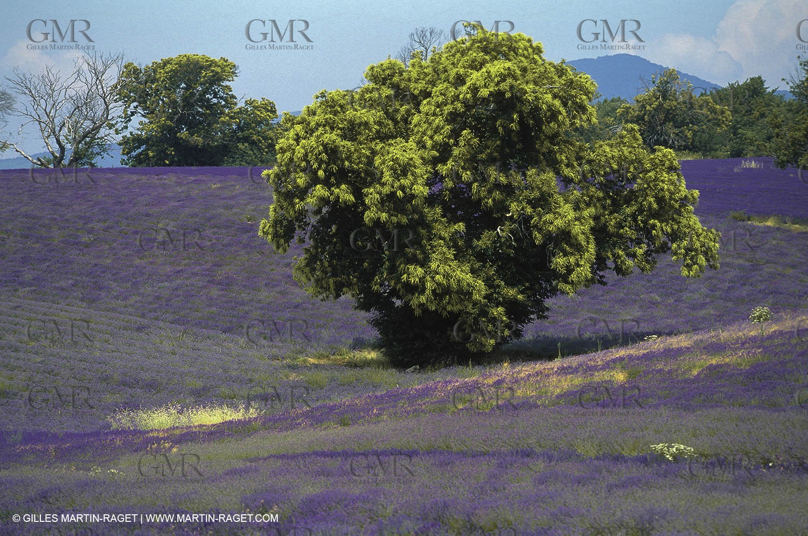 Hgher Provence - Lavender fields