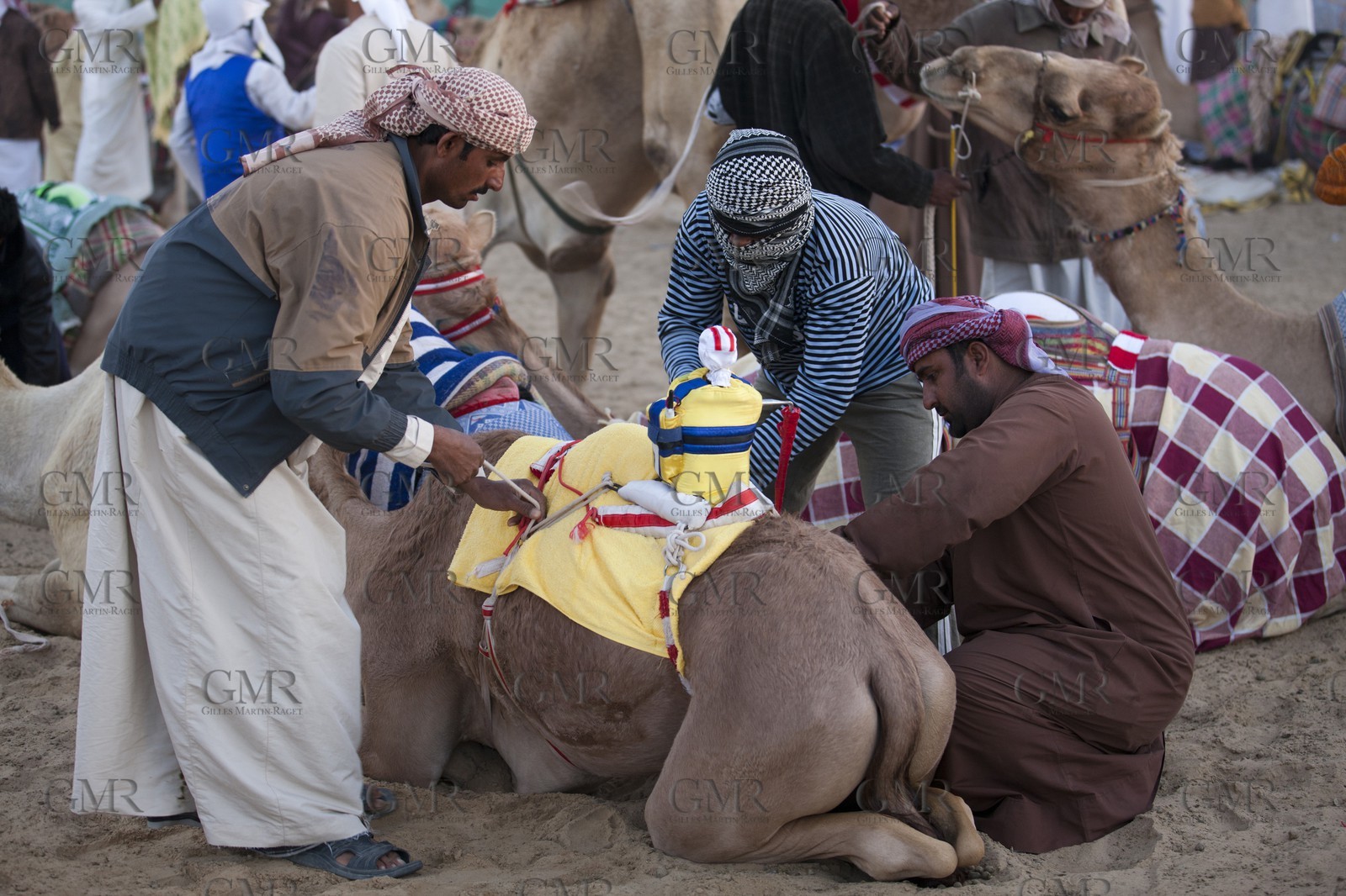 20 11 2010 - Dubai (UAE) - Camel races