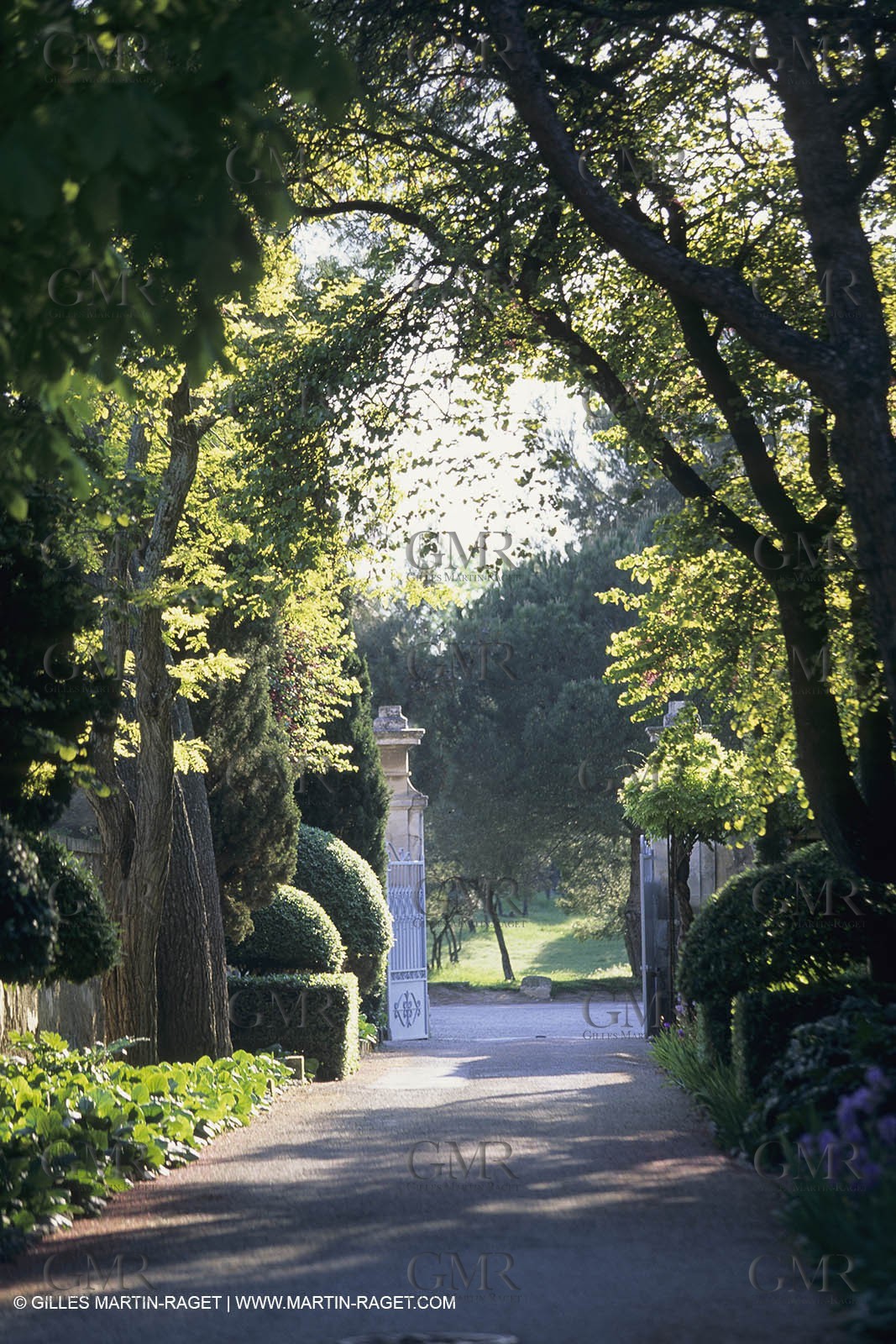 France, Provence, Champs de Tournesols