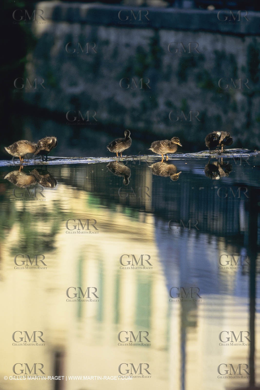 France, Provence, L'isle sur la Sorgue