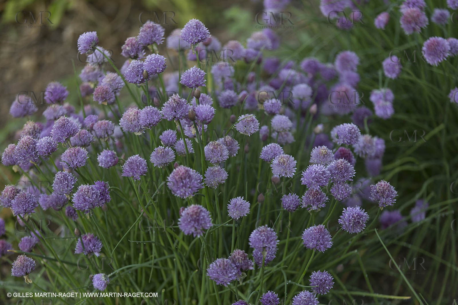 Domaine de la Baume - Tourtour (FRA,83) - 15 05 2014