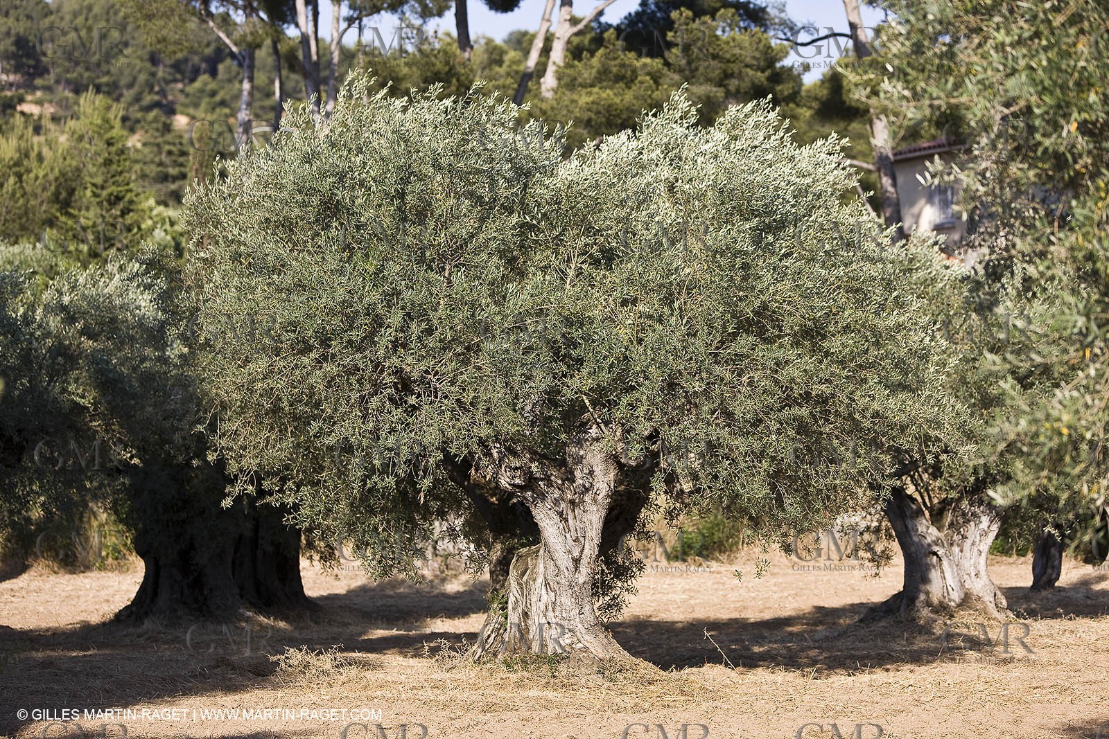 26 06 09 - Sanary sur mer (FRA,83)