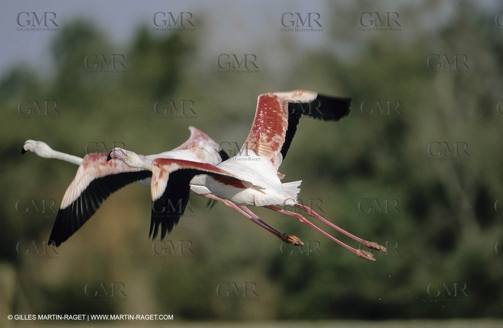 Camargue (FRA,13) - Flamingos in the Camargue