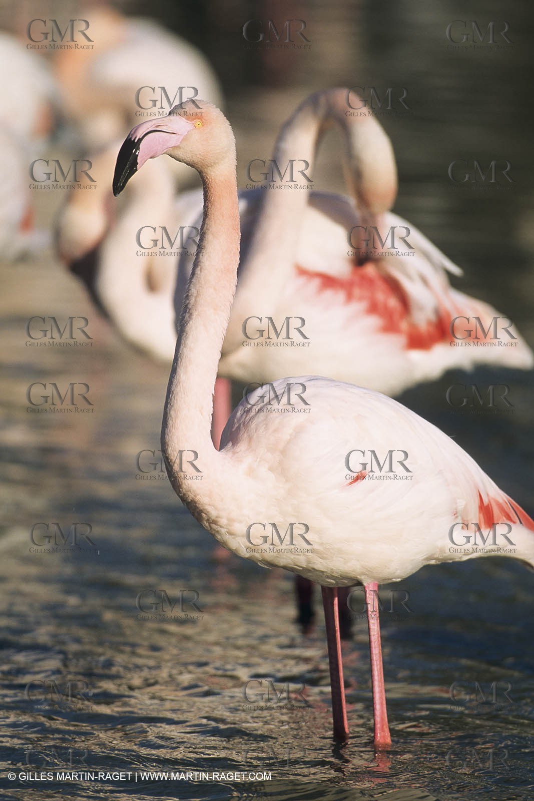 France, Provence, Camargue, Birds, Flamants, flamingos