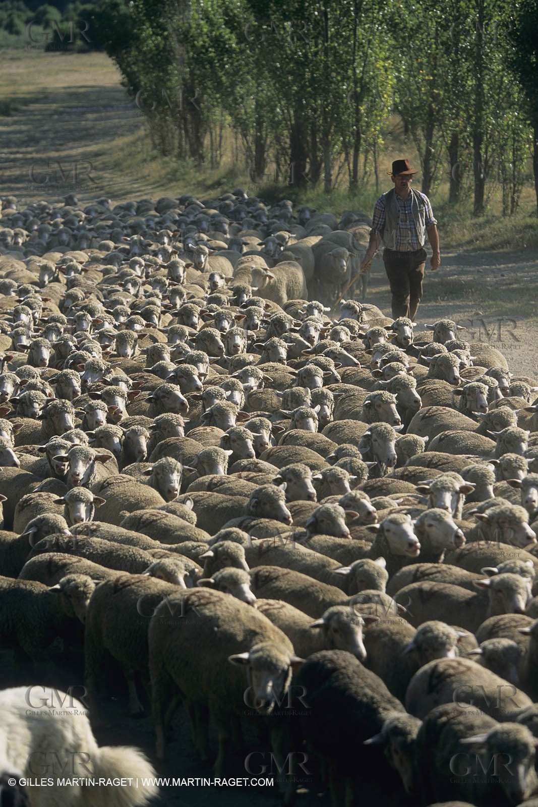 France, Provence, Moutons, bergers, élevage, transhumance