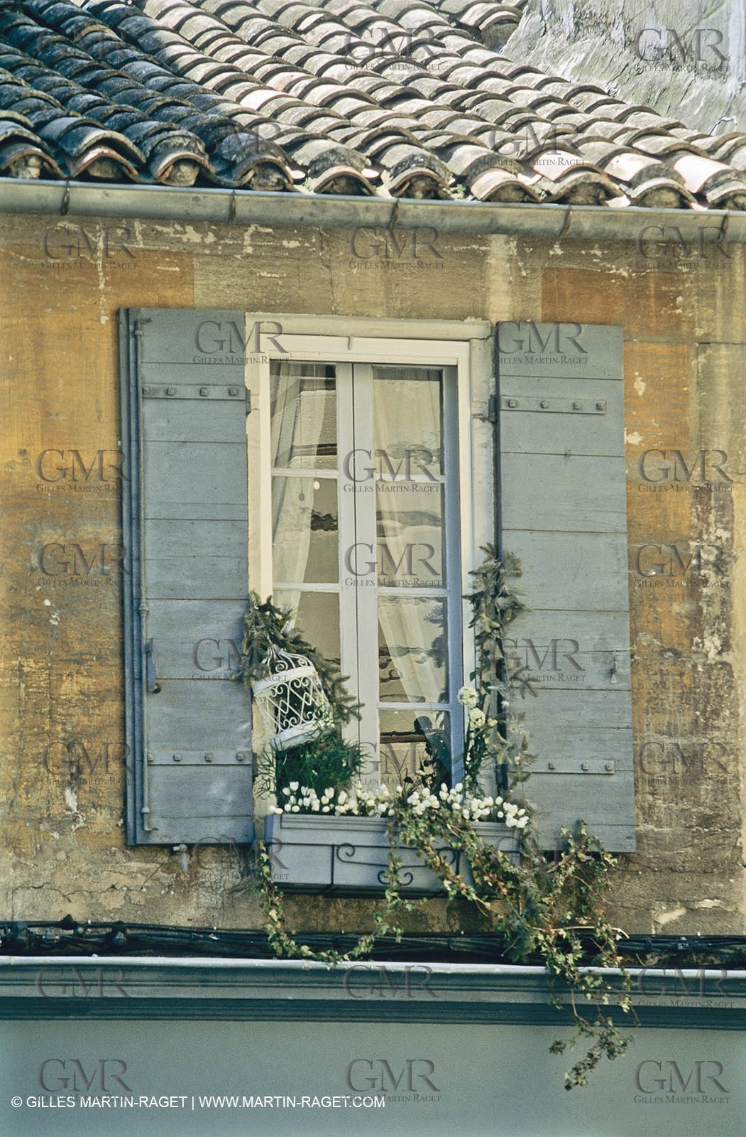 Les Alpilles, Saint Rémy de Provence, (FRA,13) - Glycine in Saint Rémy de Provence