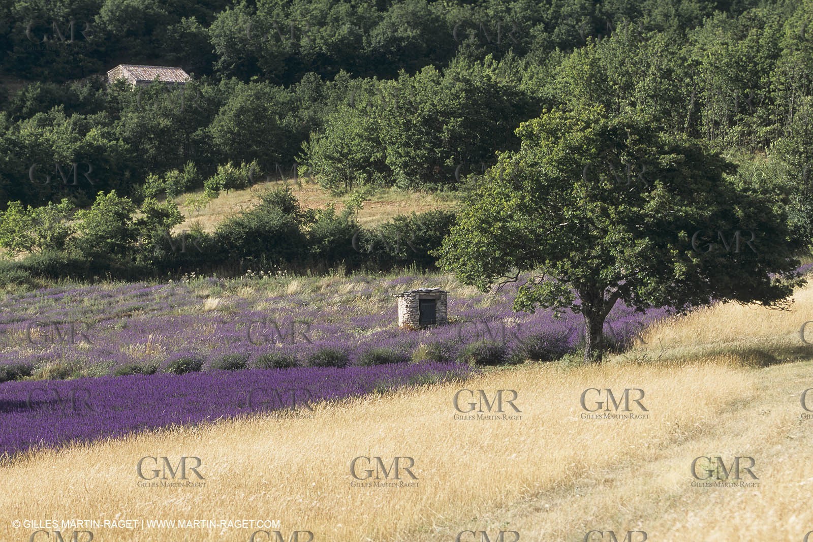 France, Provence, Lavender fields