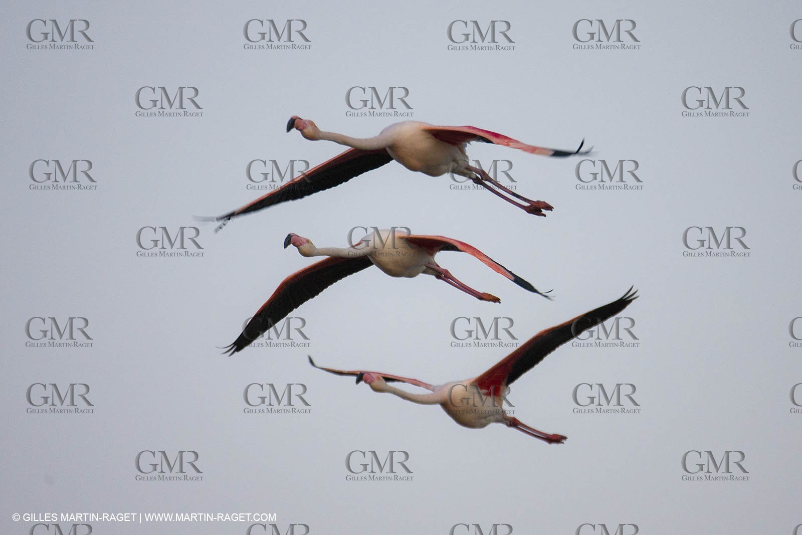 19 04 2011 - Arles (FRA,13) - Pink flamingos in La Gacholle Lighthouse vicinity