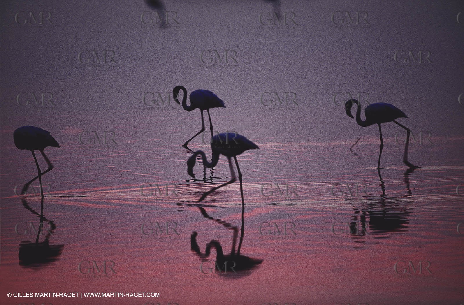 Camargue (FRA,13) - Flamingos in the Camargue