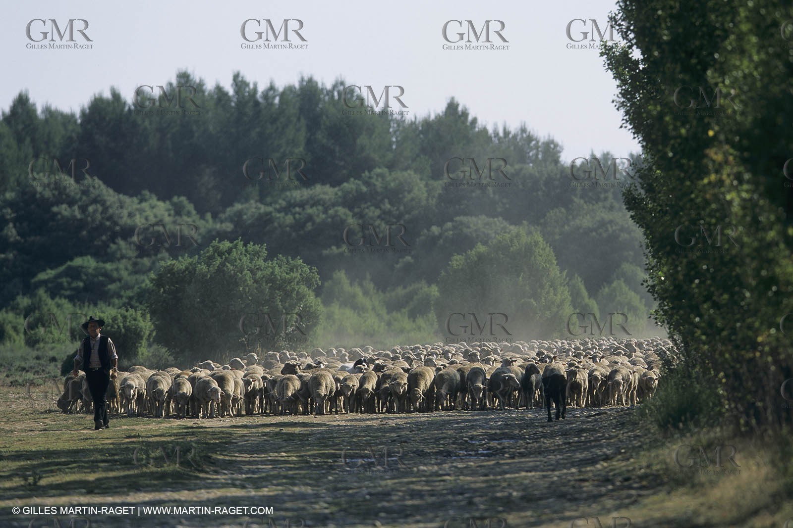 France, Provence, Moutons, bergers, élevage, transhumance