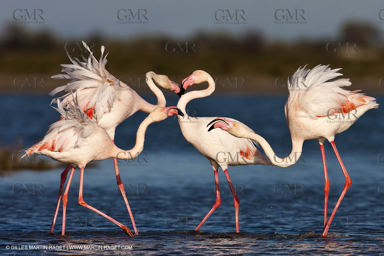09 04 2011 - Les Saintes Maries de la Mer (FRA,13) - Pink Flamingos in Camargue