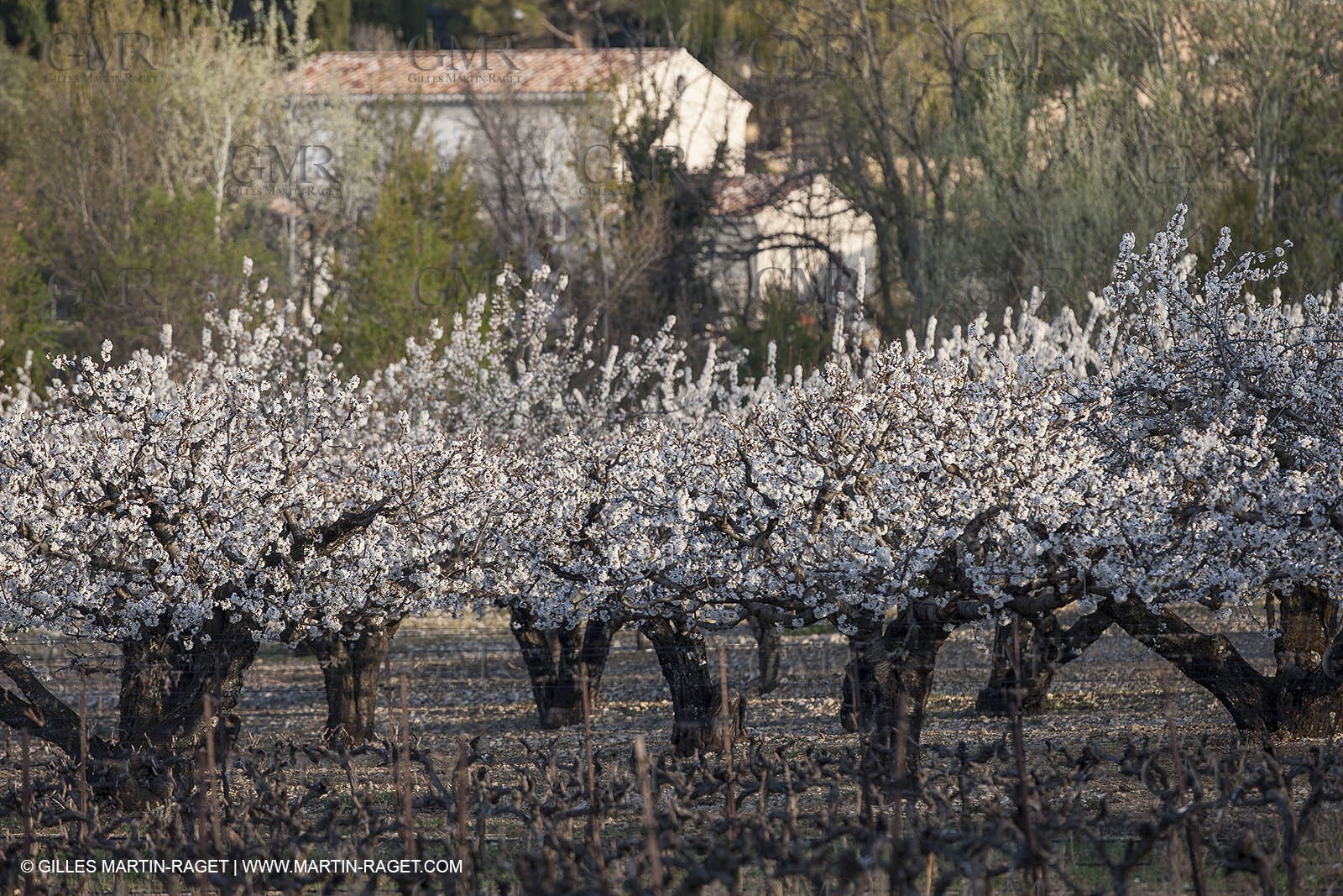 March 30th 2012 - Saint Saturnin les Apt (FRA, 84) - blooming cherry trees