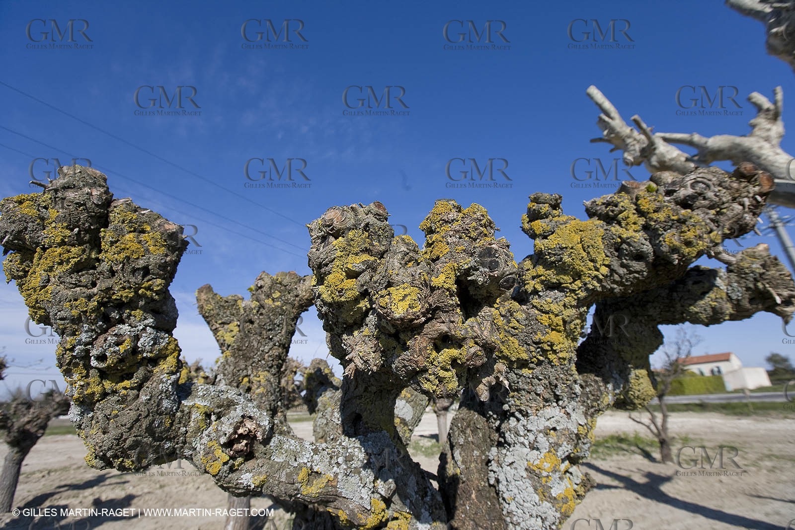 25 02 2005 - Arles and surroundings (FRA, 13) - Vincent Van Gogh south