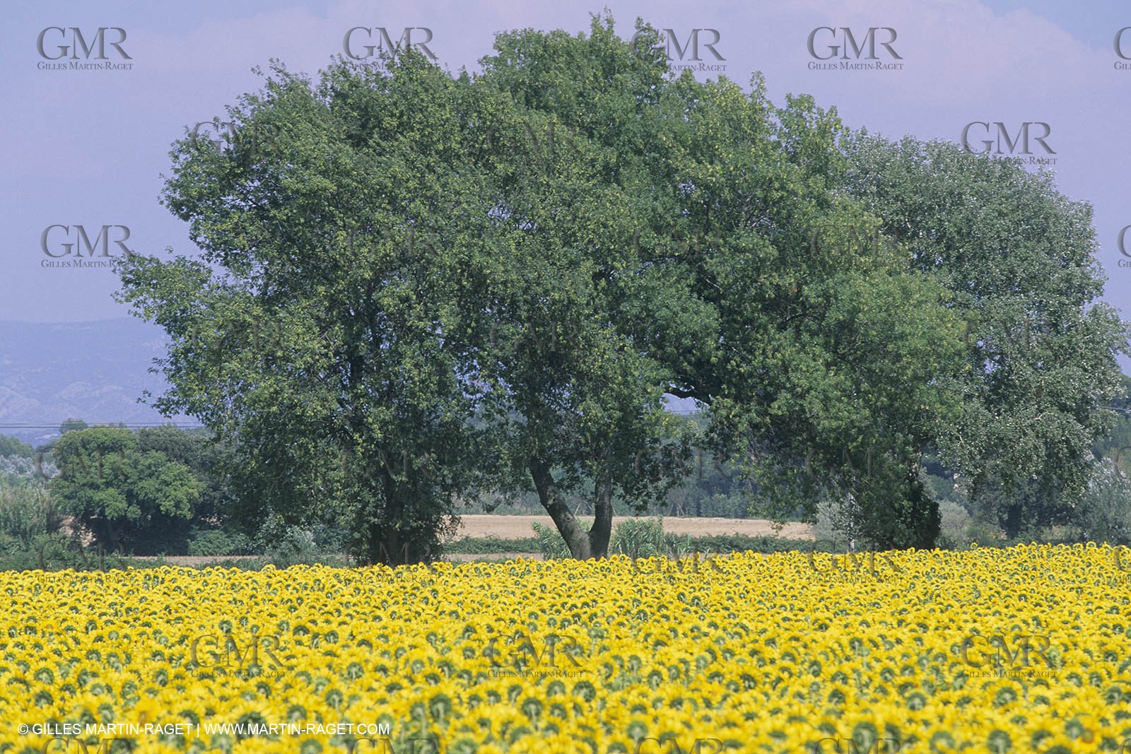 France, Provence, Champs de Tournesols