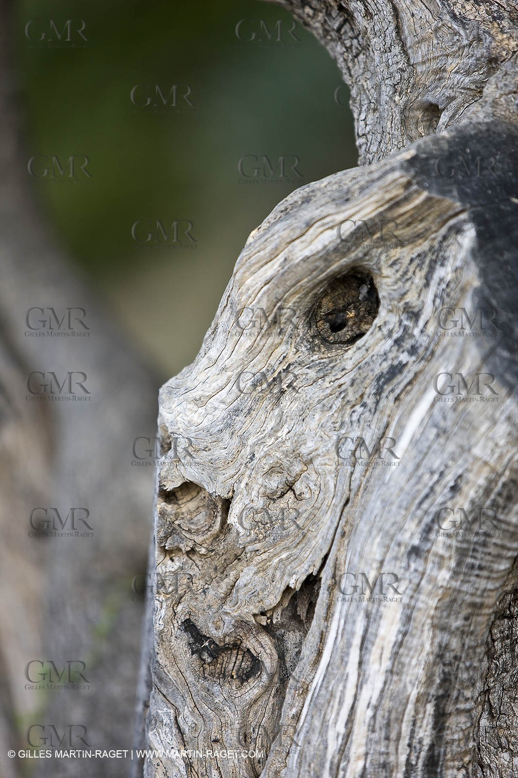 26 06 09 - Sanary sur mer (FRA,83)