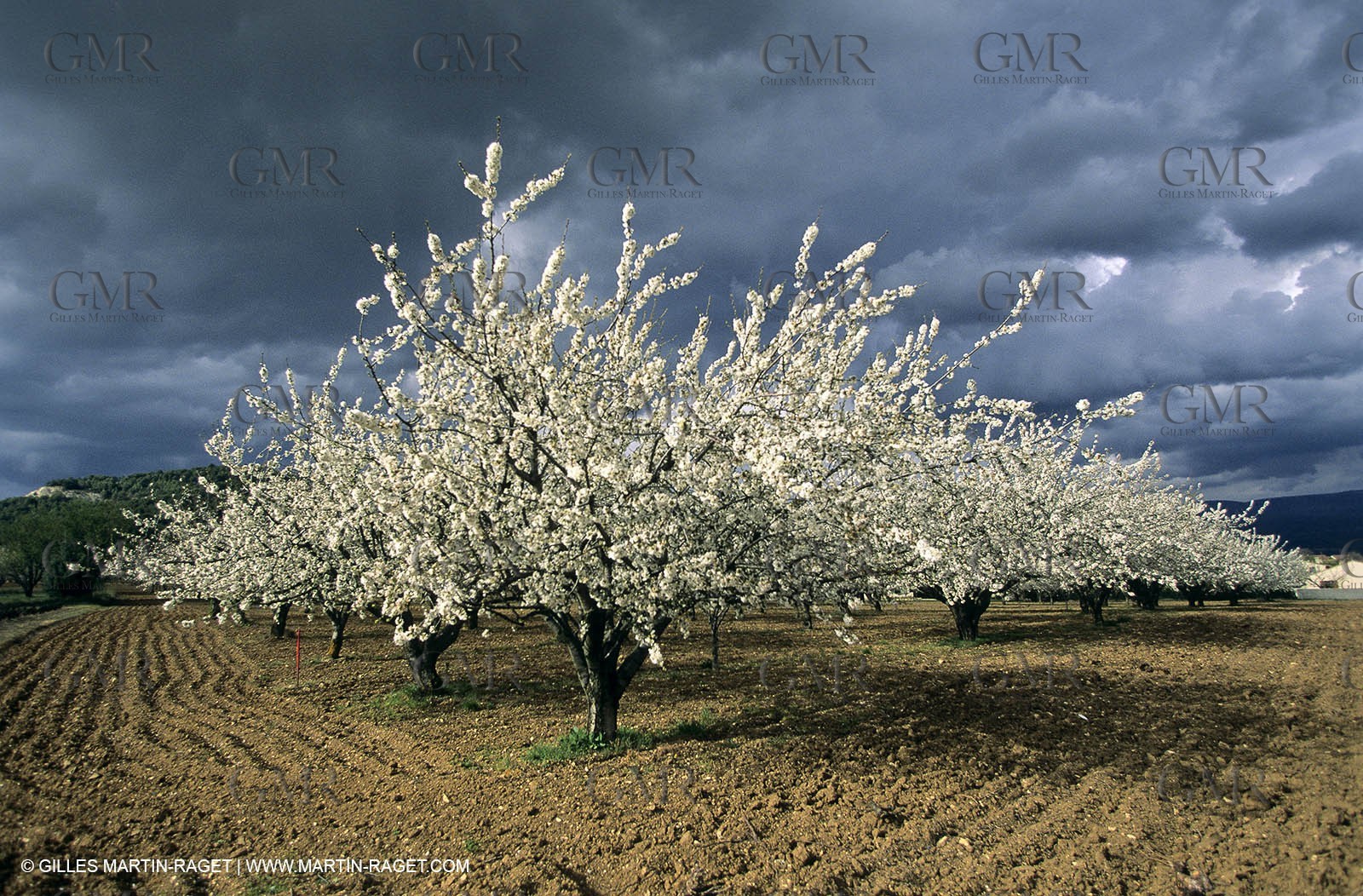 Luberon, Vaucluse (FRA,84) - Fruit trees blooming