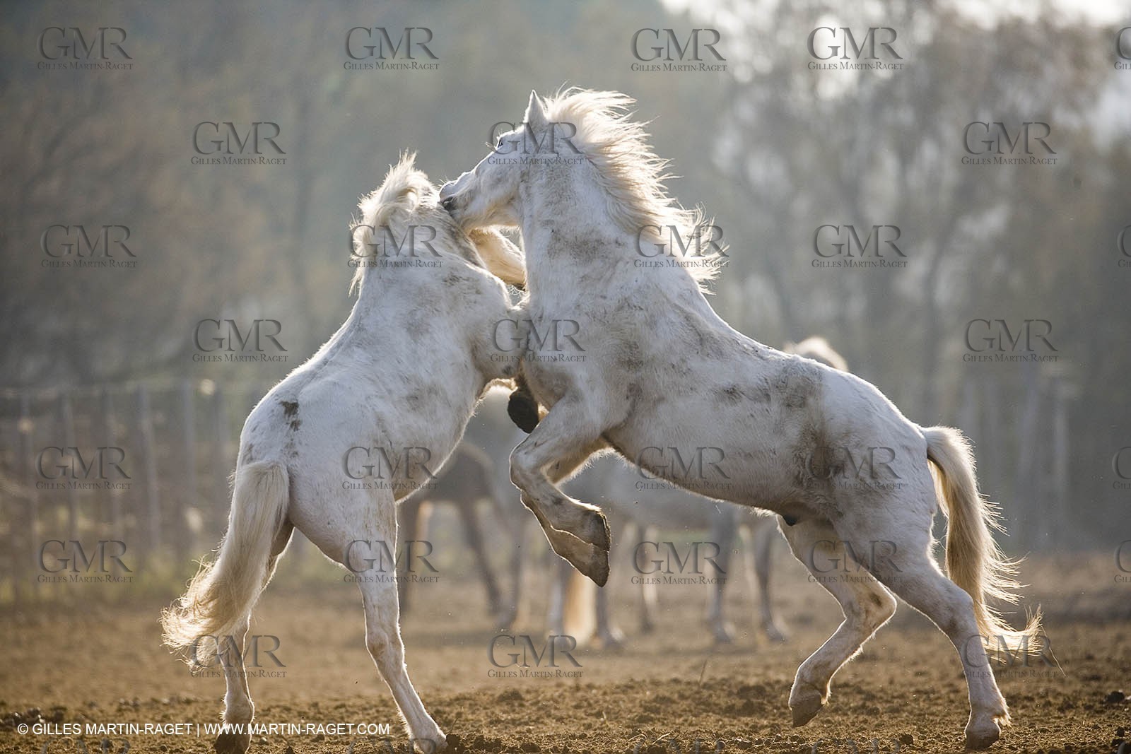 23 12 2006 - Saintes Maries de la Mer - Camargue horses