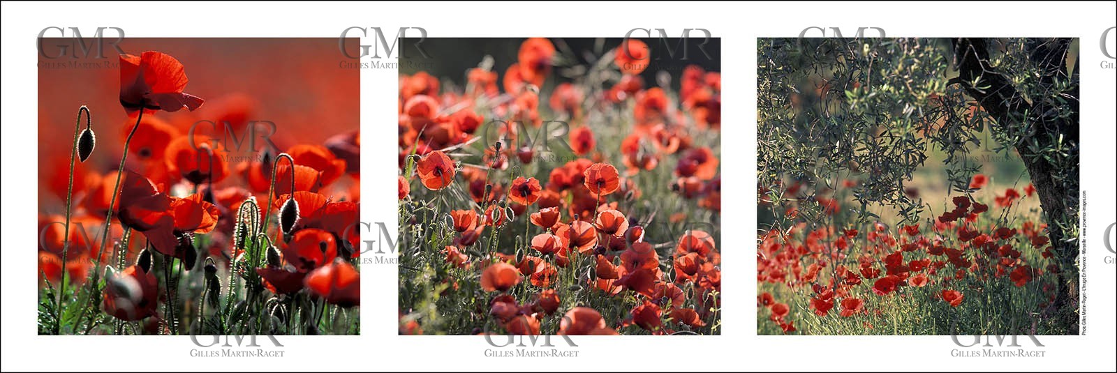 Product: in house made quality print on 8 ultrachome colors Epson ink Jet printer.Available sizes: . 20x 60 cm. 33 x 95 cm. 52 x 150 cmAvailable papers:  . Standard 250 gr glossy paper print, black streak, white margin, no signature . Top quality glossy 290 gr. paper, black streak, white margin, checked and signed by the author . Fine Art print (signed, numbered, stamped, registered) on demand . Other supports (Canvas, Acrylic, Metal) on demandPackaging: cylindric reinforced tubeShipping options: regular mail or Shipping companyClick on the basket icon to select your options and start the online ordering process