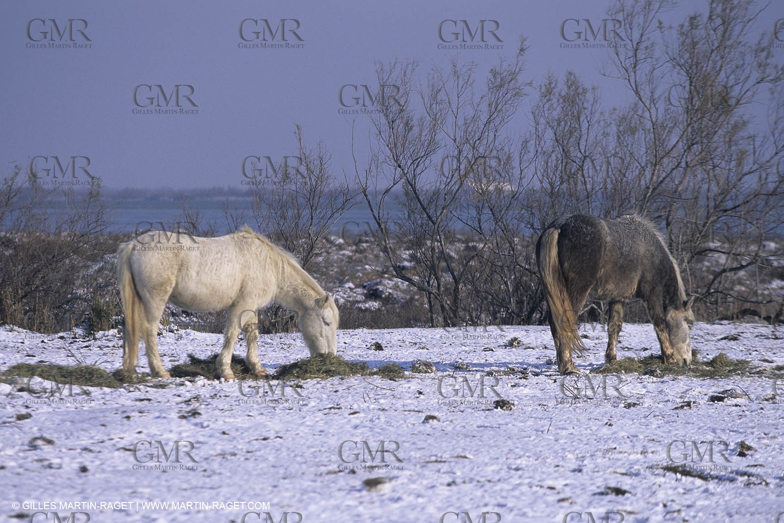Provence under snow - Camargue