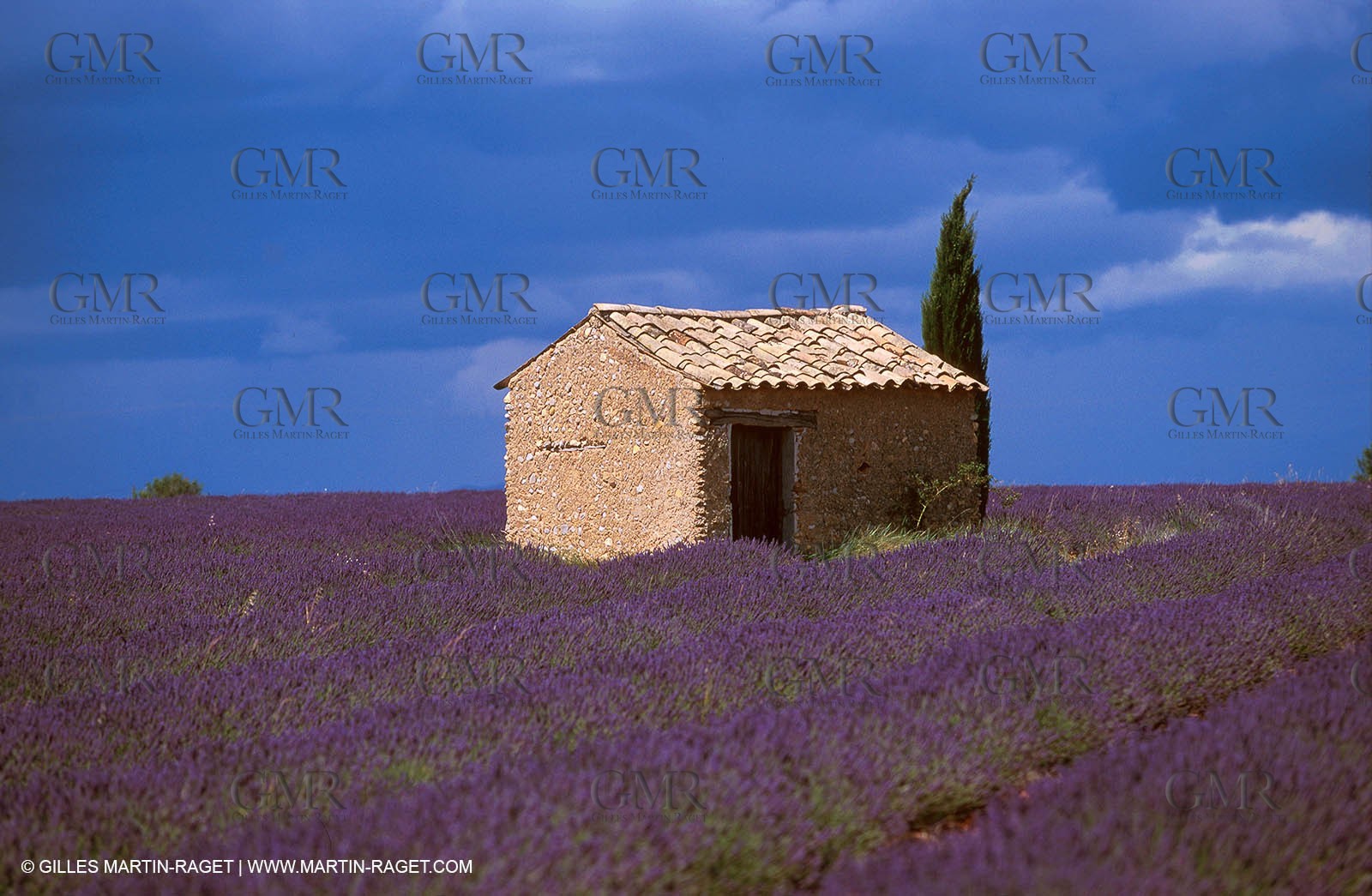 Lavander fields