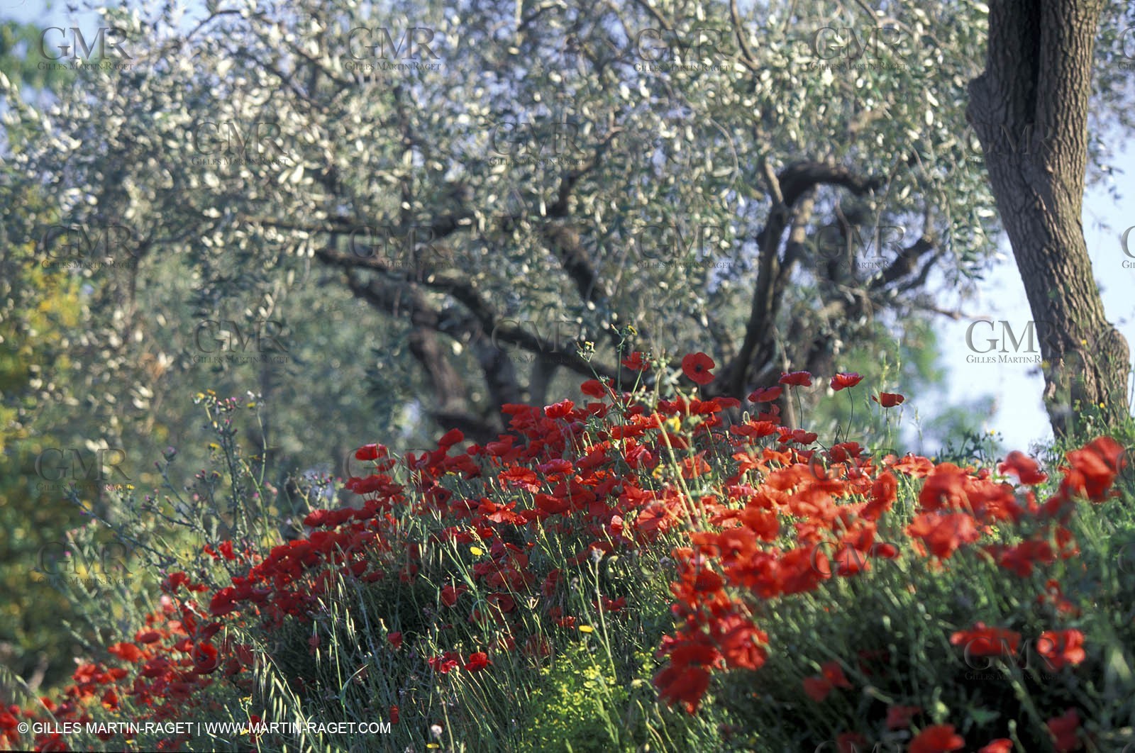 Poppies - Poppies field and Olive Trees