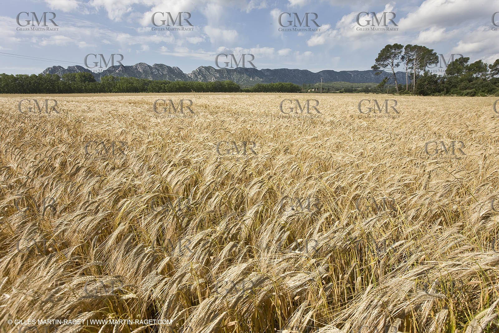 10 06 2008 - Arles and surroundings (FRA, 13) - Vincent Van Gogh south