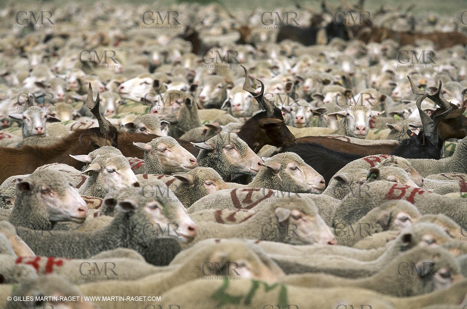 Saint Rémy de Provence (FRA,13) - Sheep stocks migration Fest