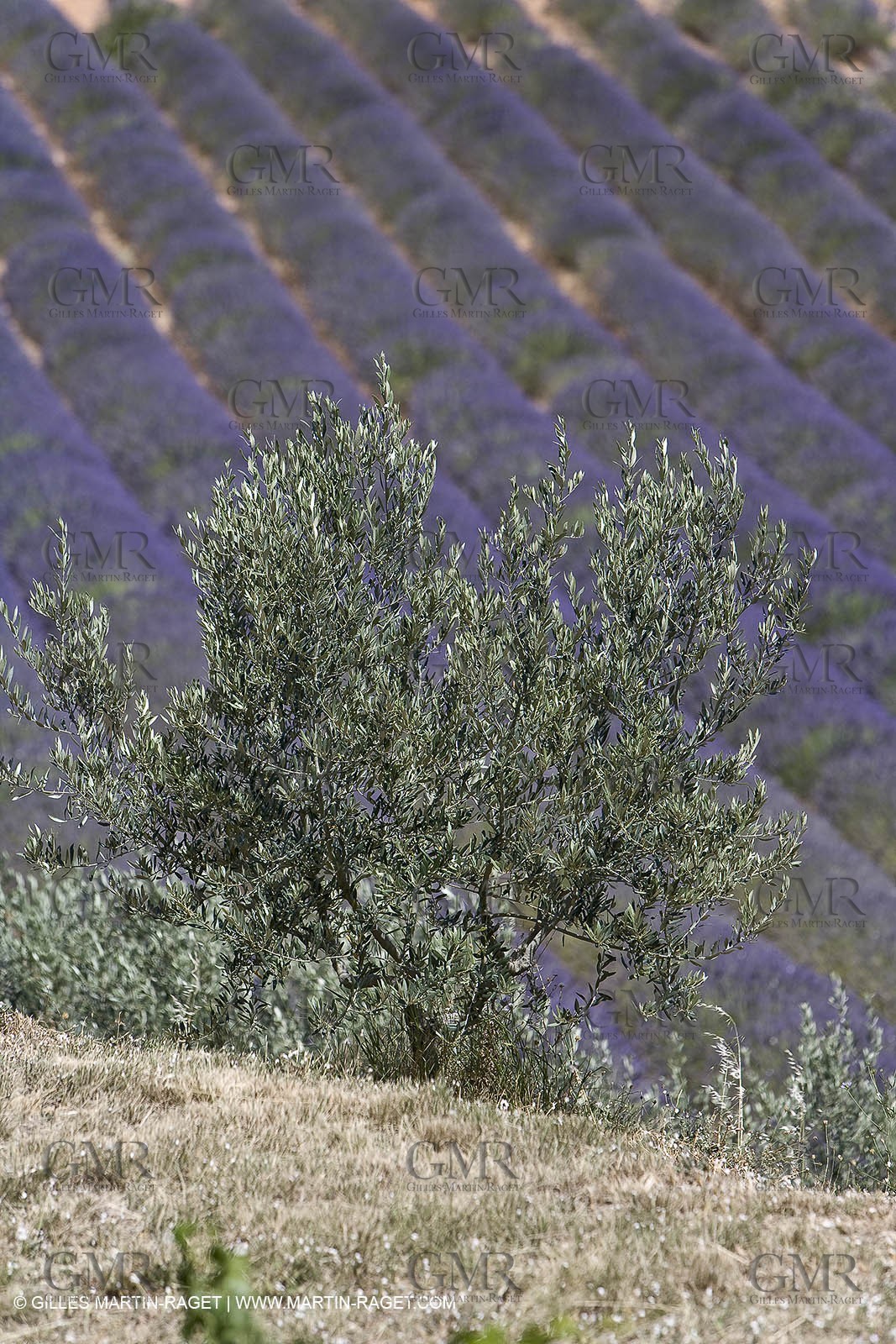 13 08 2007 - Valensole (04) - lavender fields on Valensole plateau