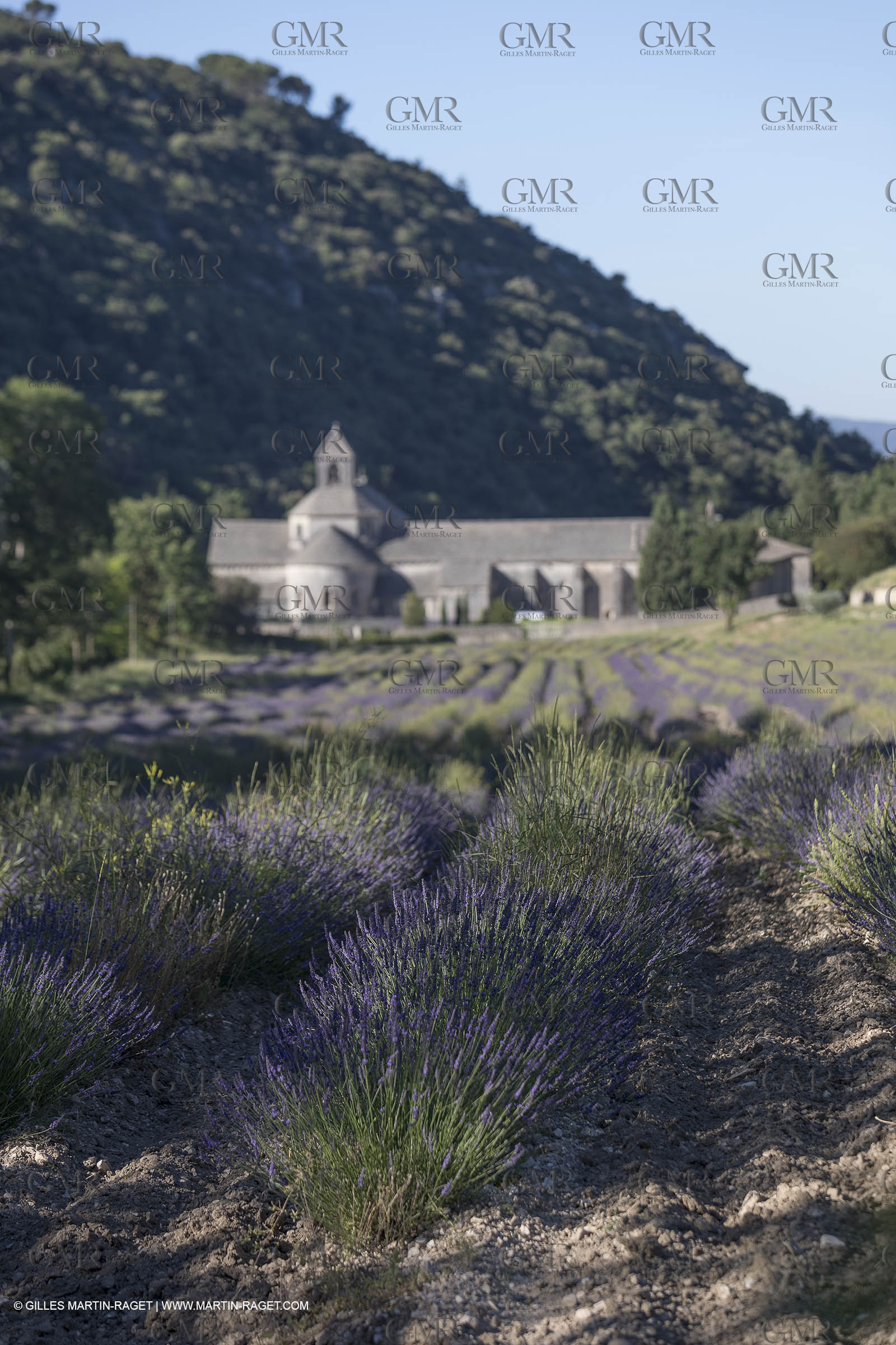 25 06 2018, Gordes (FRA,84), Abbaye de Sénanque