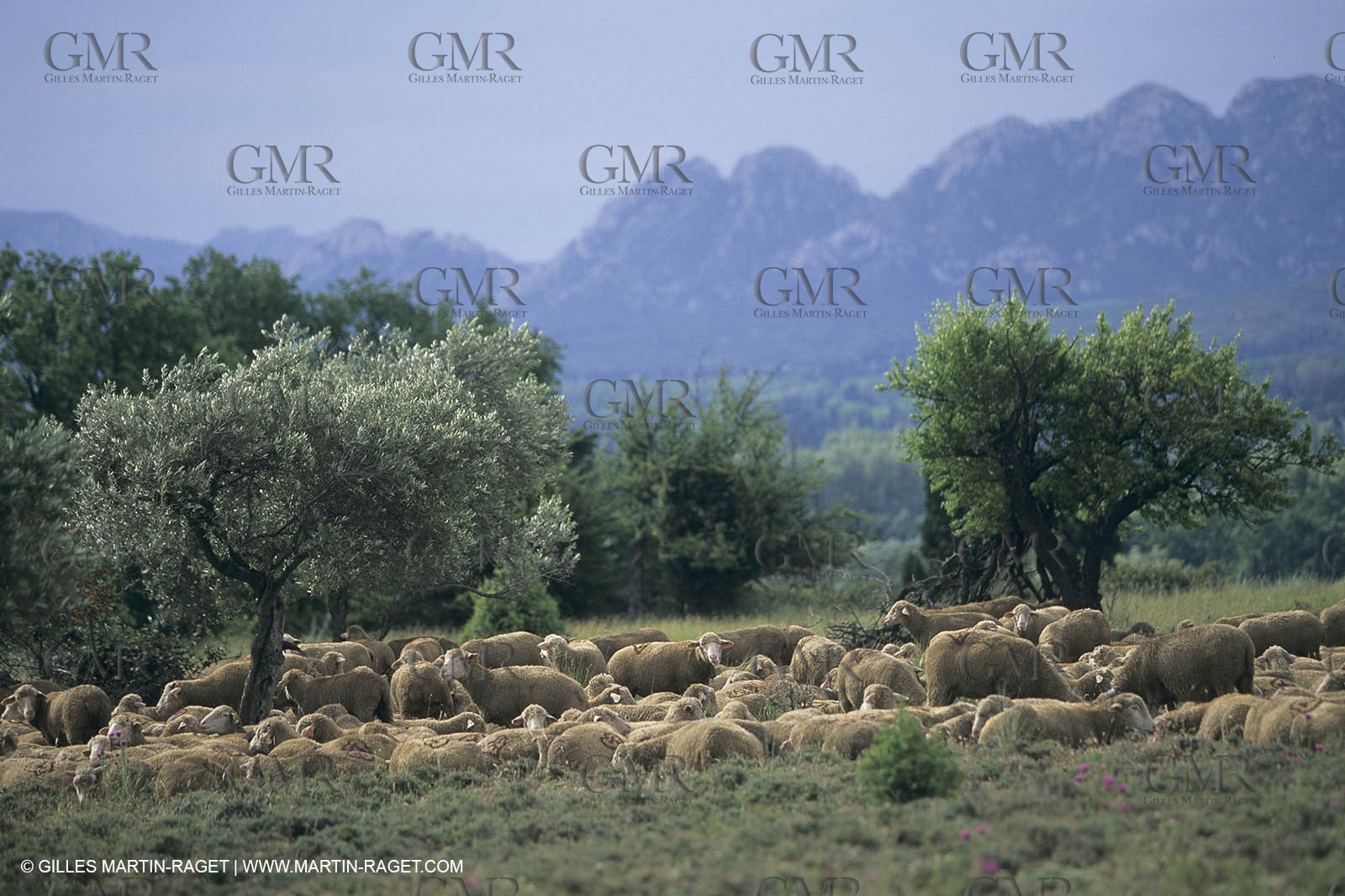 France, Provence, Moutons, bergers, élevage, transhumance