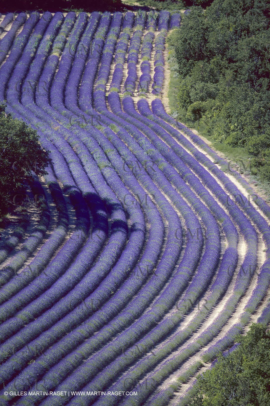 France, Provence, Lavender fields