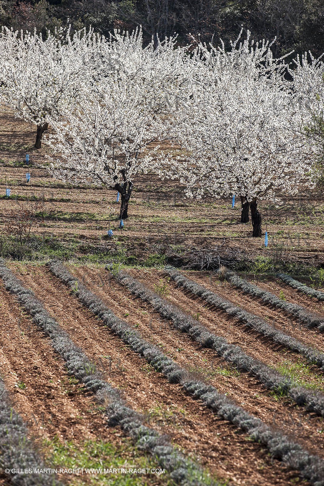 March 30th 2012 - Saint Saturnin les Apt (FRA, 84) - blooming cherry trees
