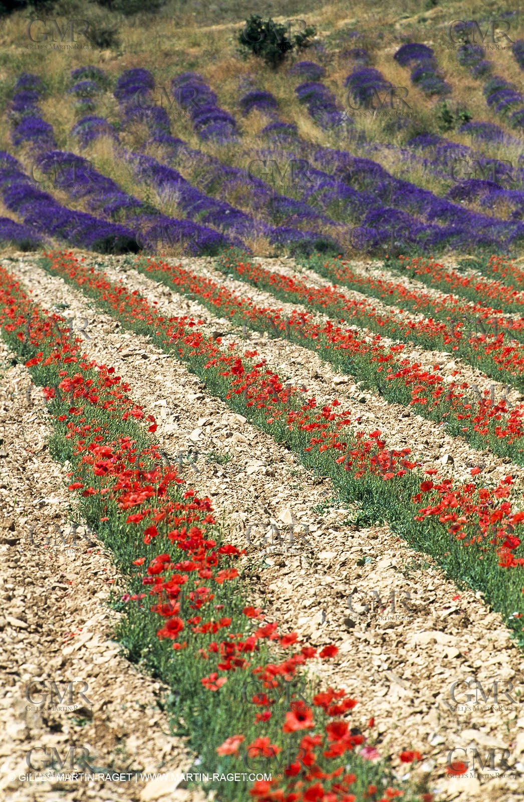 Lavender fields, popppies field