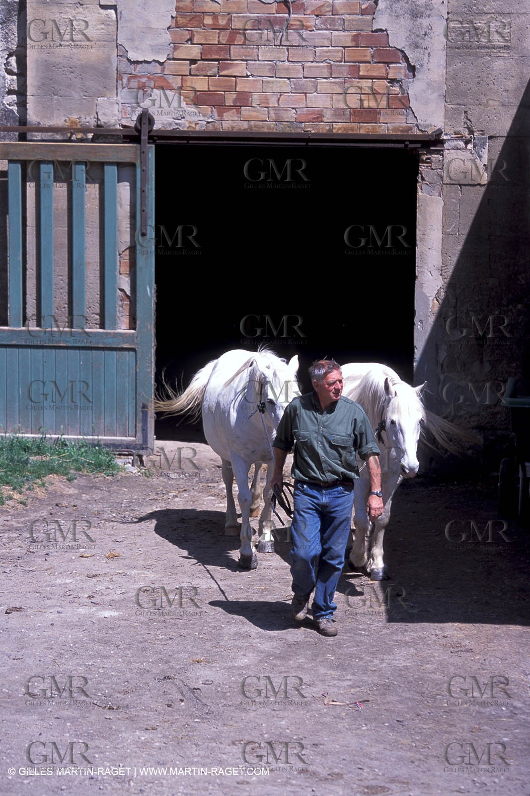 Arles - Camargue gardians (cow boys) at work