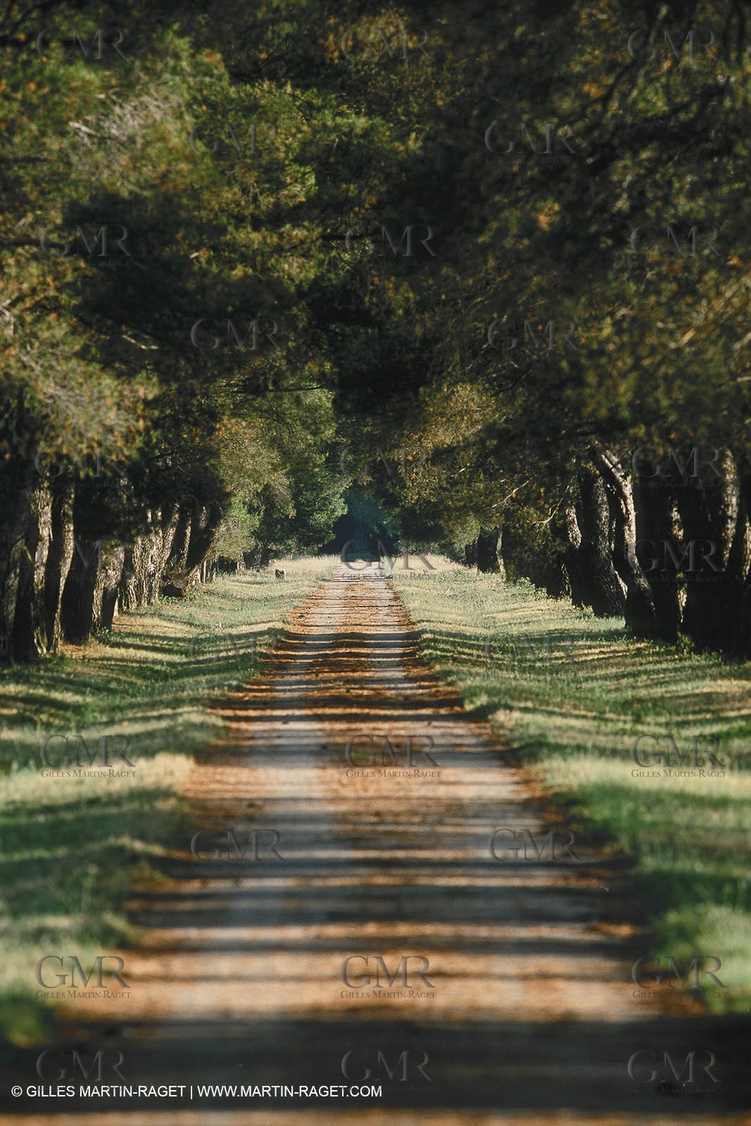 Alpilles landscapes near Eygalières (FRA,13)