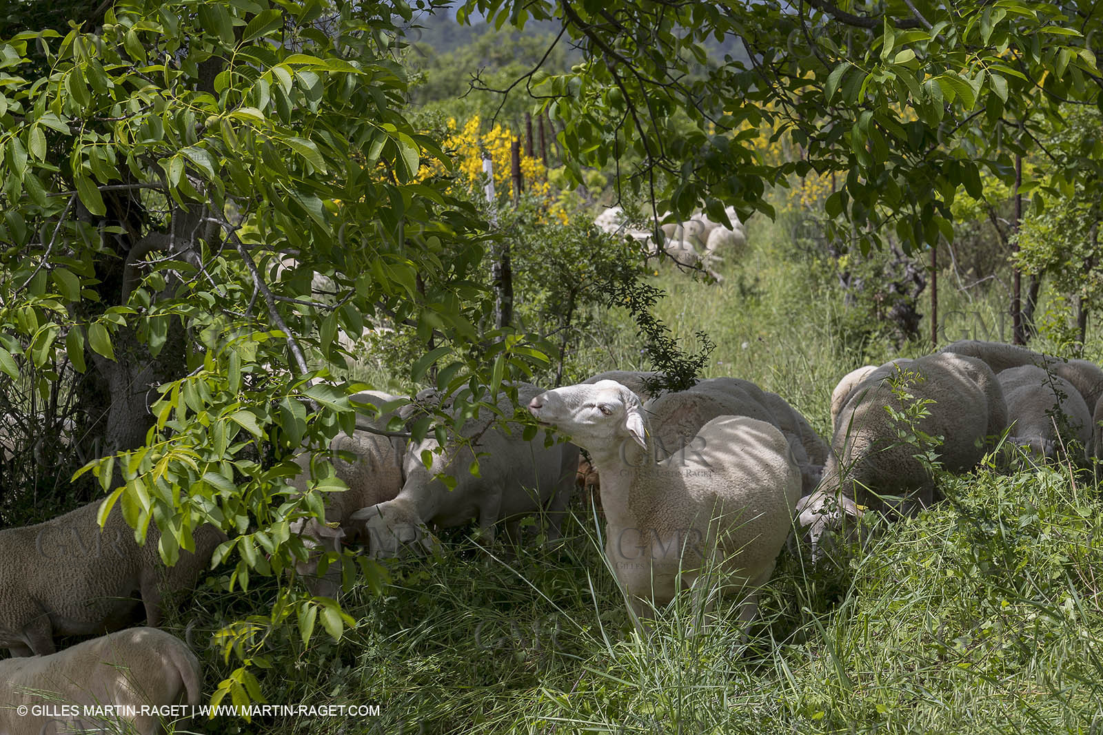 10 06 2018, Caseneuve (FRA,84)