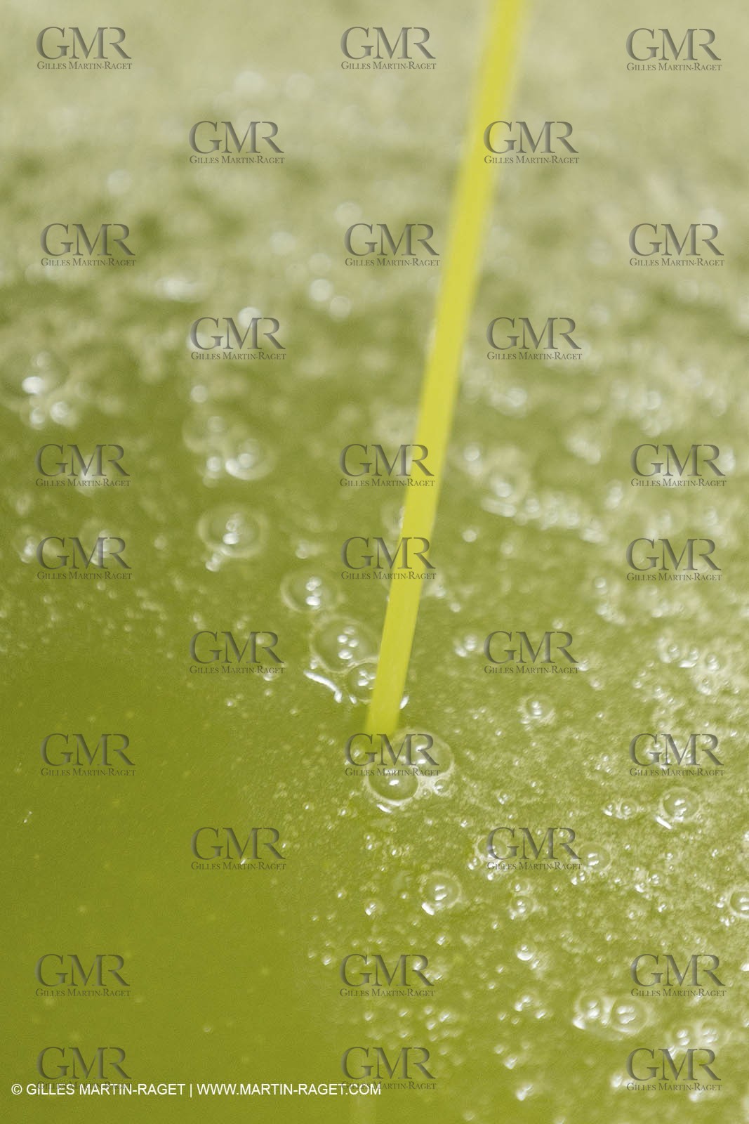 22 11 2012 - Fontvieille (FRA,13) - Olive oil making at Bedarrides olive oil mill