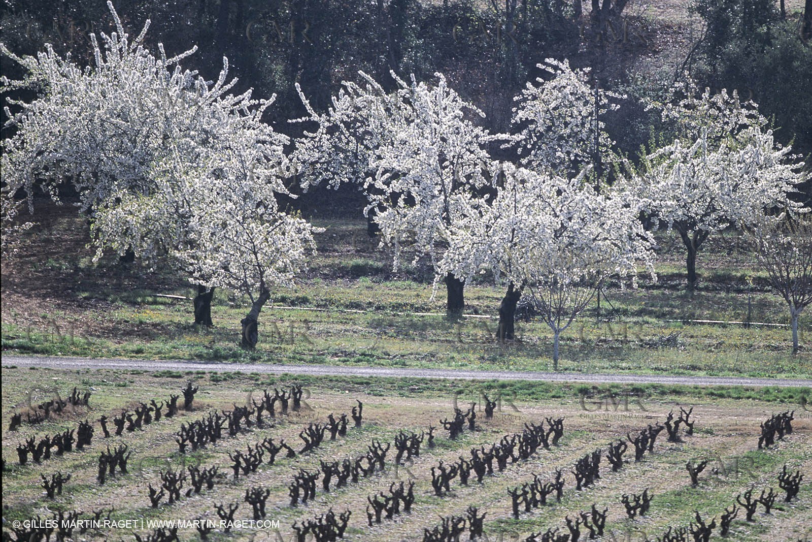 Luberon in winter near Saint Satrunin les Apt (FRA,84)