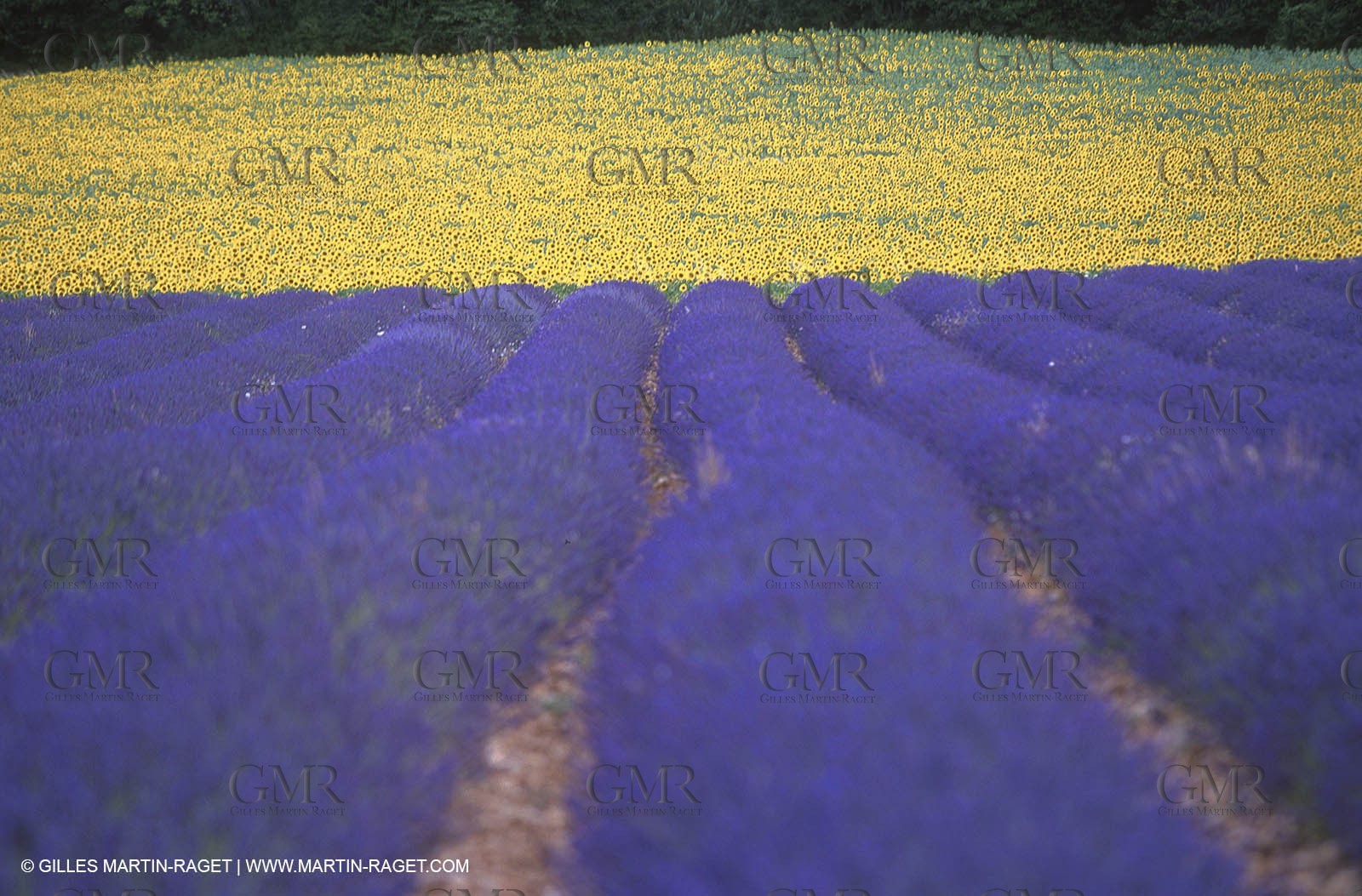 Lavander fields