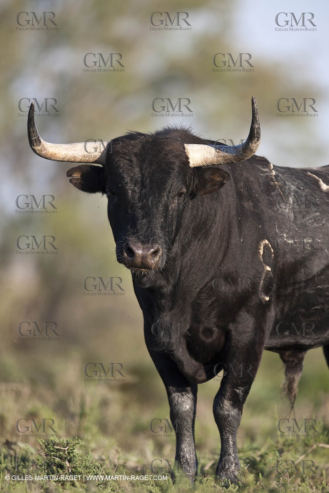 19 04 2011 - Arles (FRA,13) - Bullfight toros in Camargue