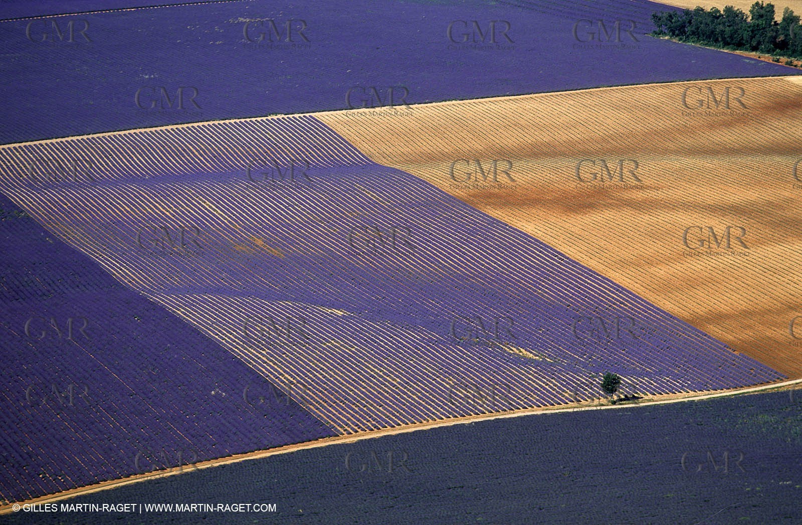 lavander fields , 2005  , Valensole plateau