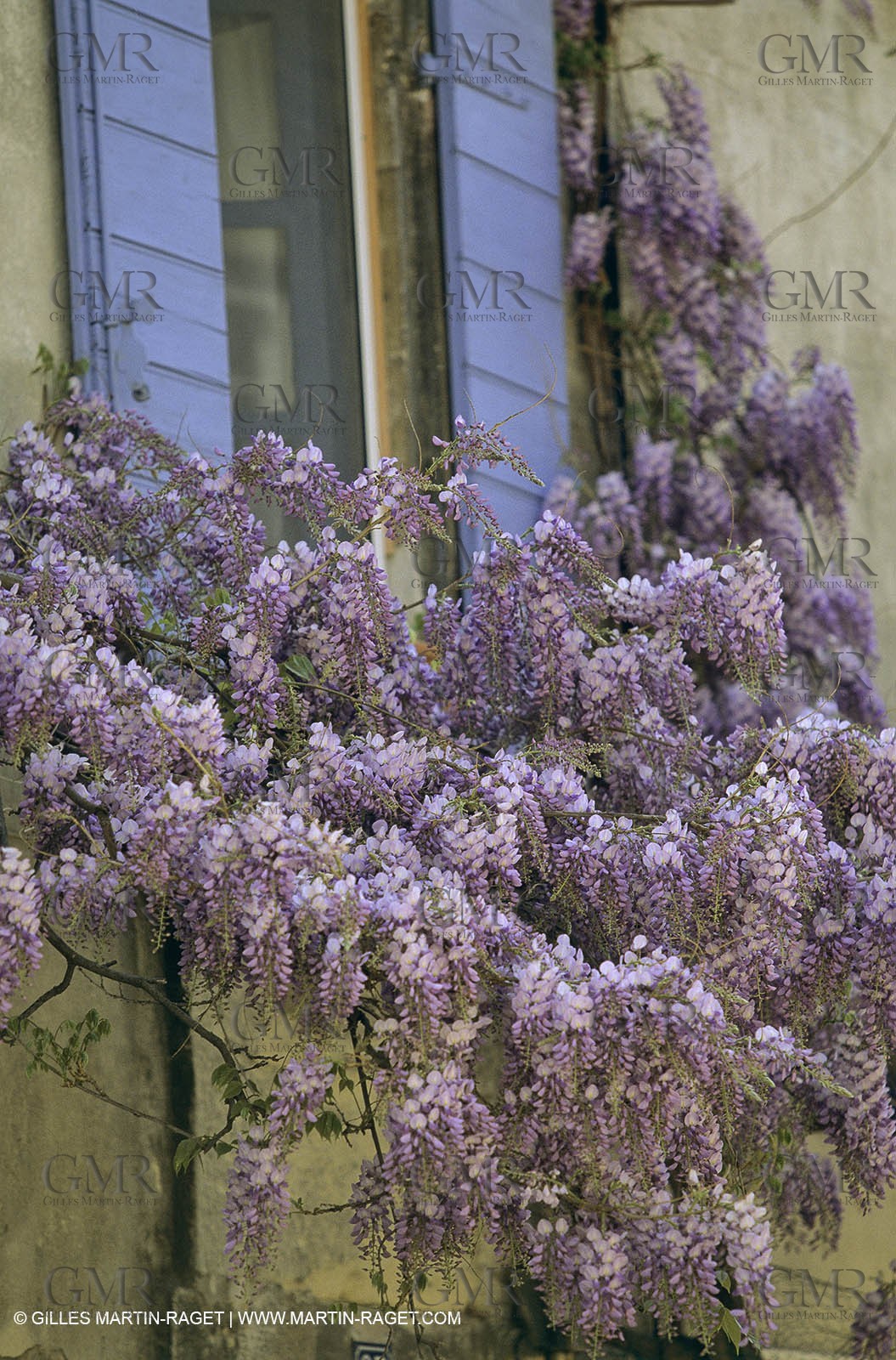 Les Alpilles, Saint Rémy de Provence, (FRA,13) - Glycine in Saint Rémy de Provence
