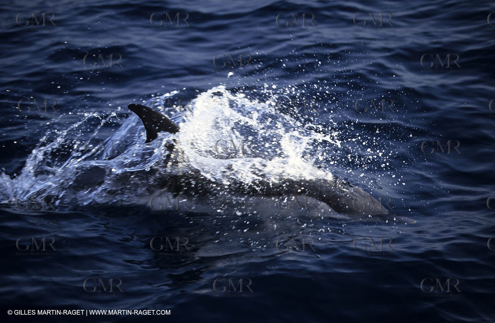 Marine animals