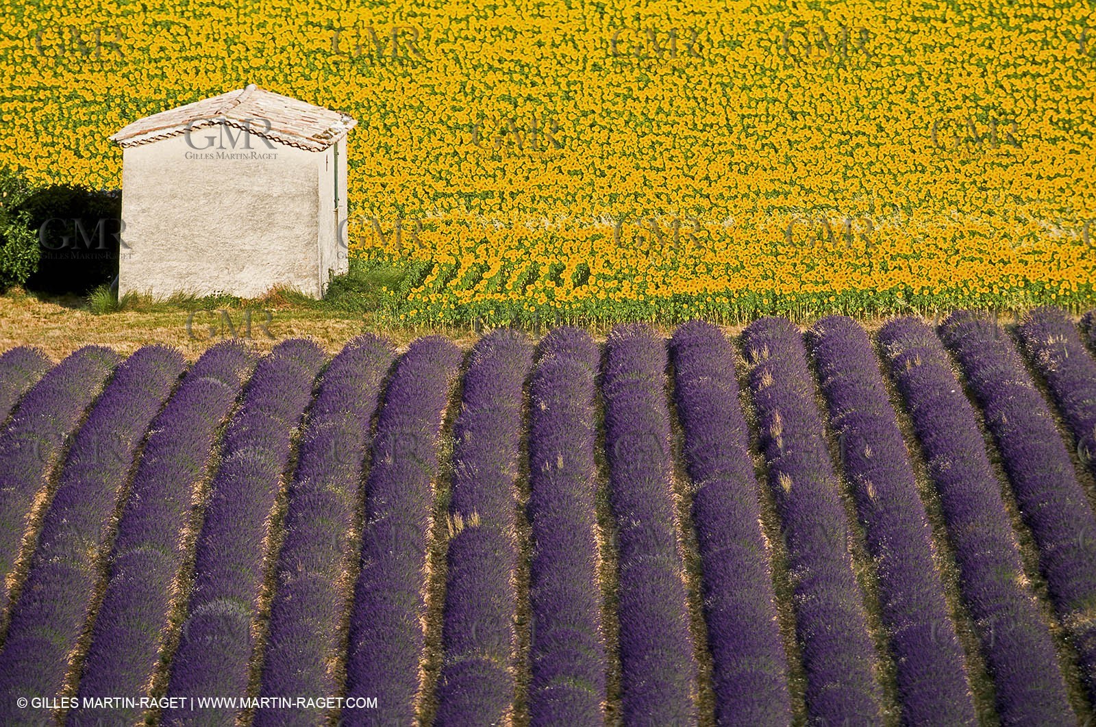 Hgher Provence - Lavender fields