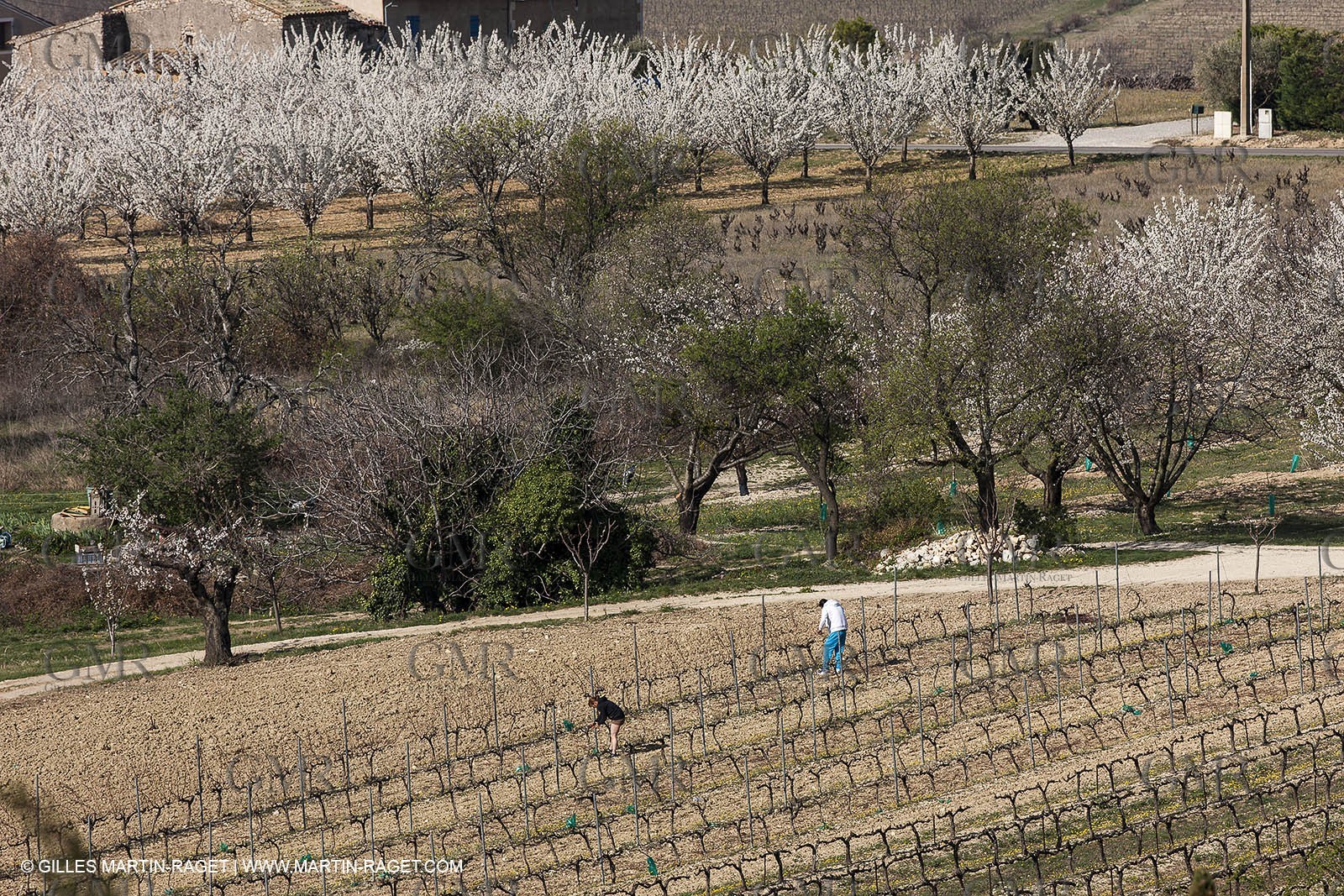 March 30th 2012 - Saint Saturnin les Apt (FRA, 84) - blooming cherry trees