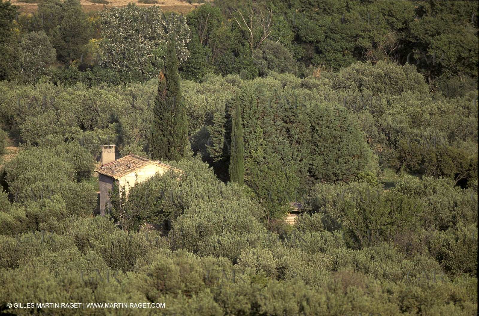Baux de Provence valley olive tree fields