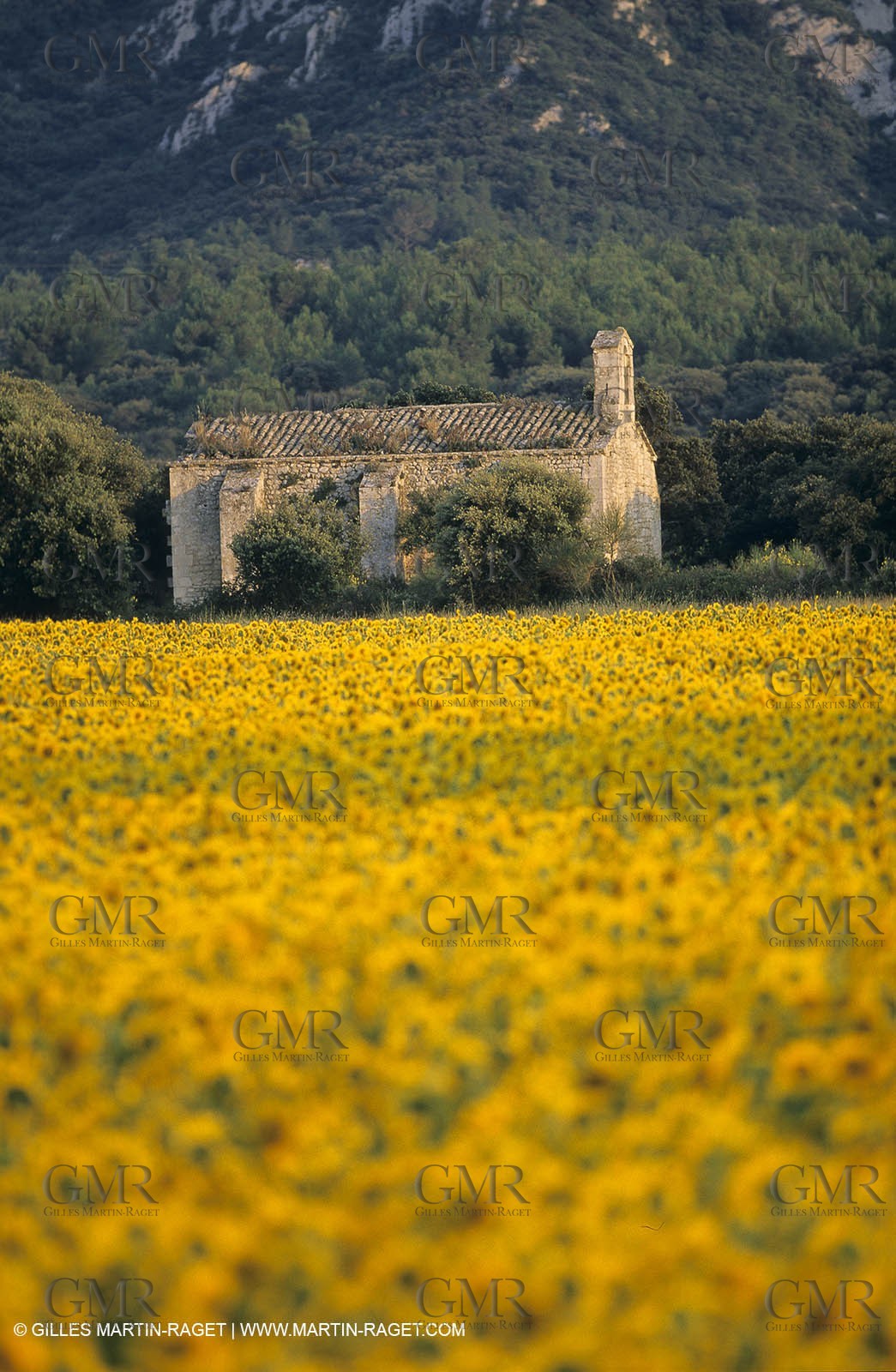 Alpilles (FRA,13) - Sunflower fields