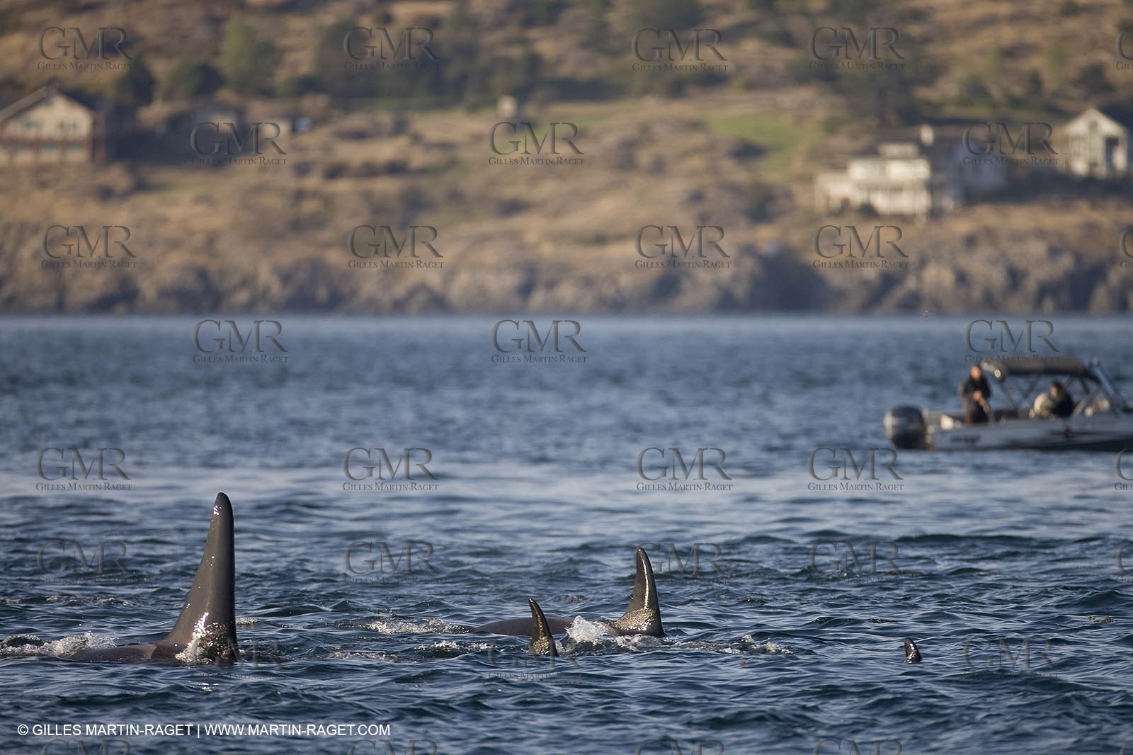Marine animals